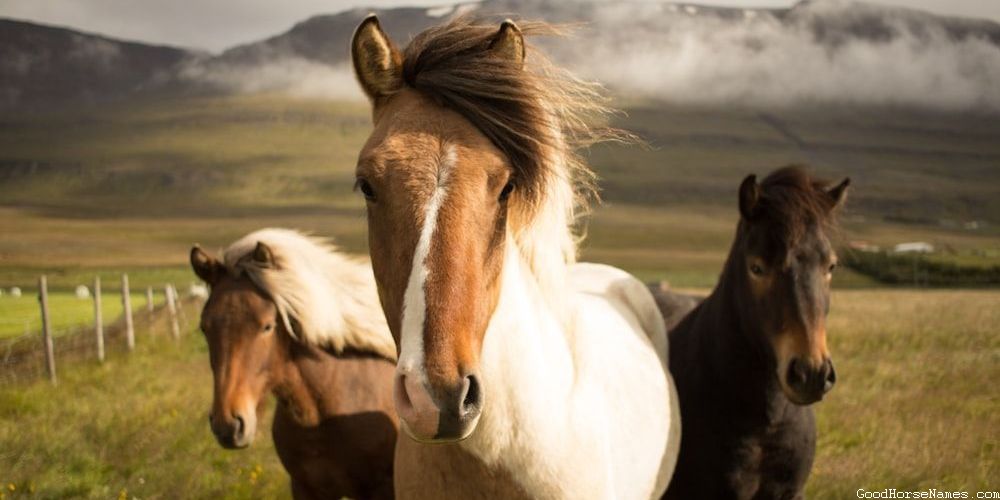 Cool Brown Horse Cute Names