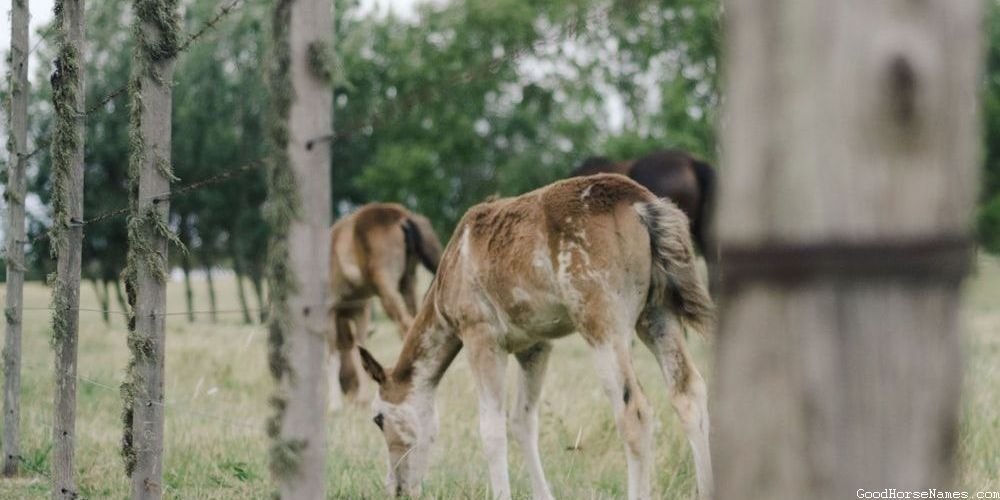 Cool Cowboy Horse Popular Names