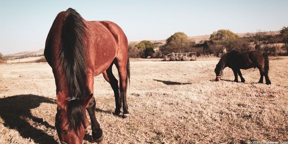 Cool Cowboy Horse Powerful Names