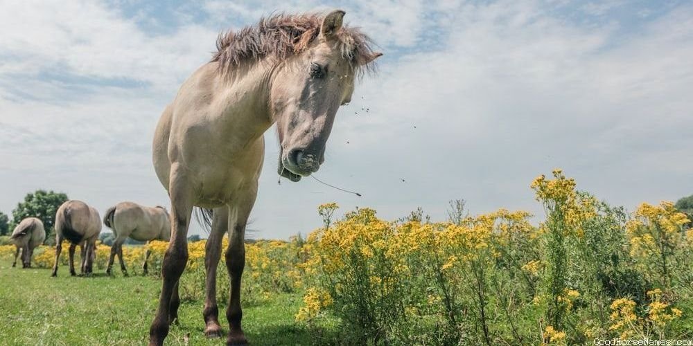 Cool Female Cute Horse Names