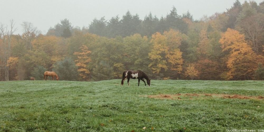 Cool Female Elegant Horse Names