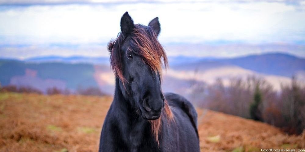 Cool Girl Horse Popular Names
