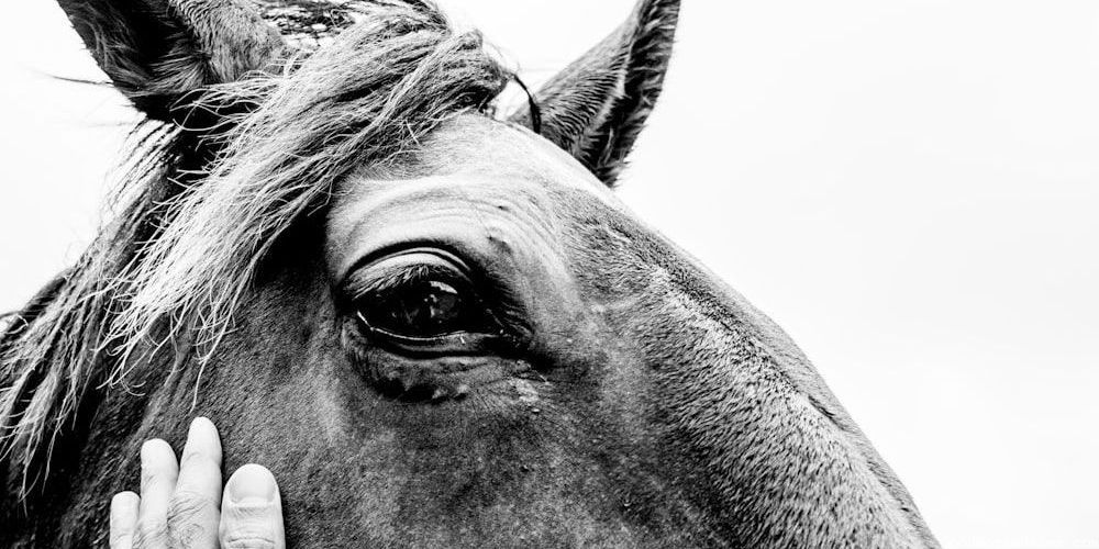 Cool Girl Horse Regal Names