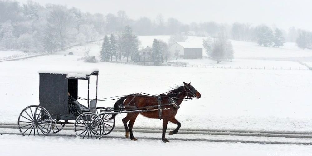 Cool Grey Horse Names That Sound Awesome