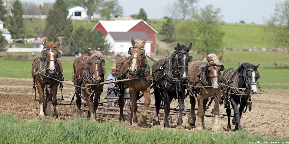 Cool Grey Horse Unique Names