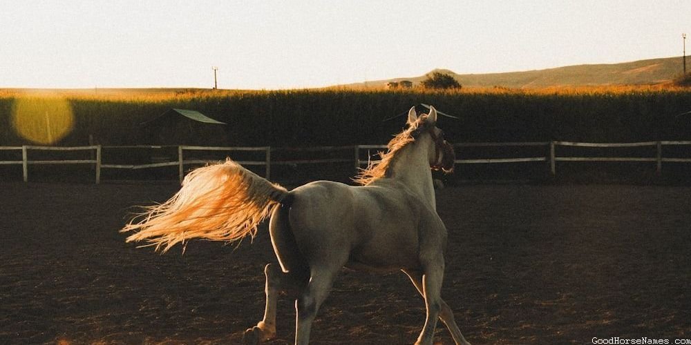 Cool Grey Horse