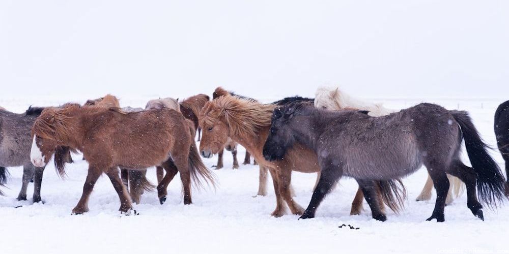 Cool Horse Popular Names