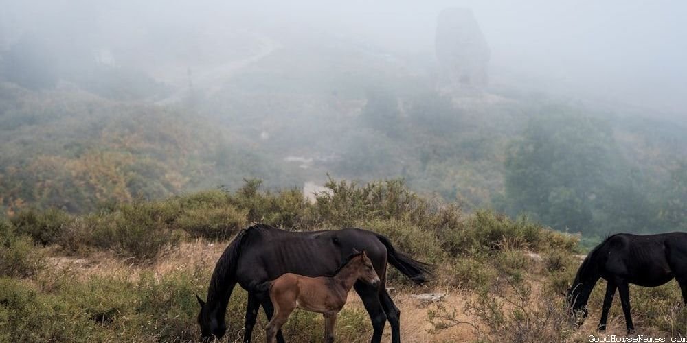 Cool Horse