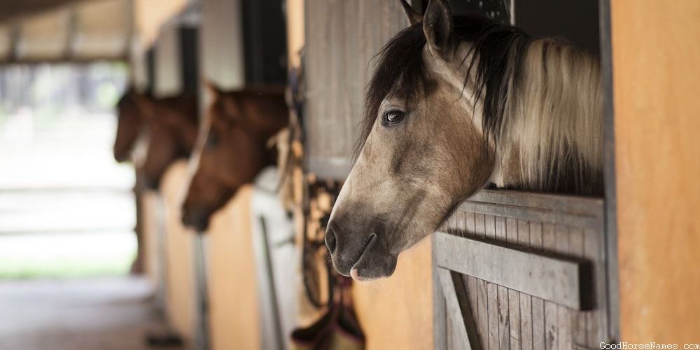Cool Mustang Horse Fierce Names