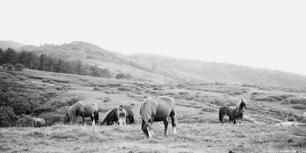 Cool Mustang Horse Popular Names