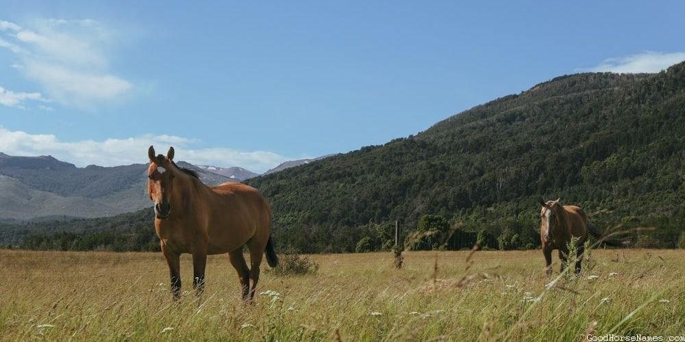 Cool Mustang Horse