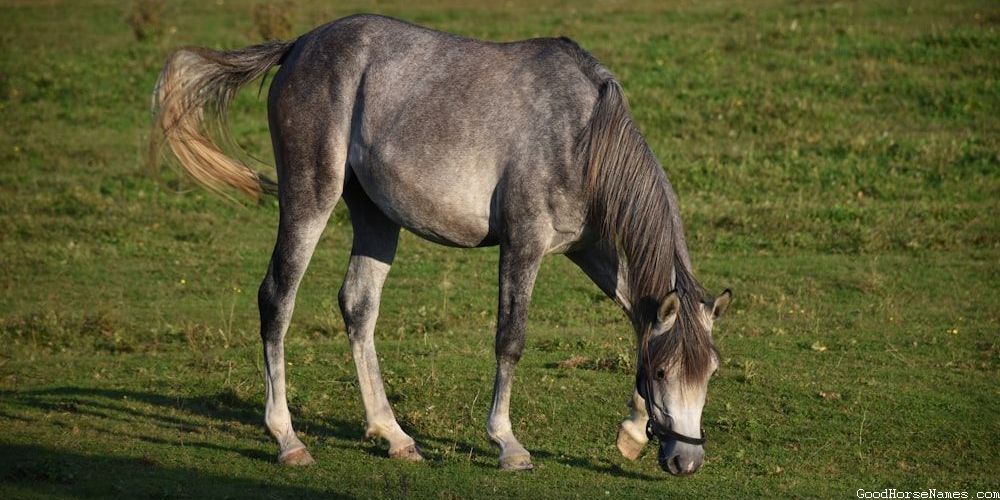 Cool Western Horse Historical Names
