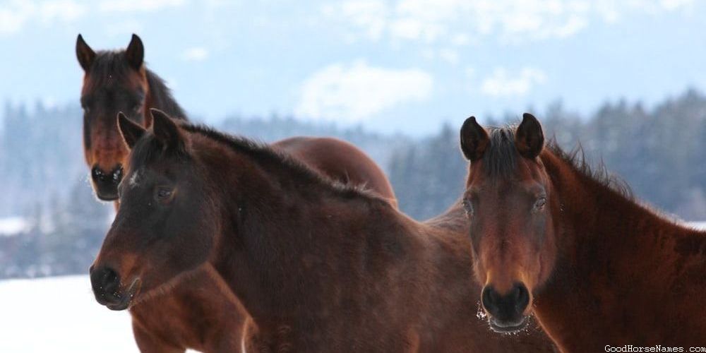 Cool Western Horse Medieval Names