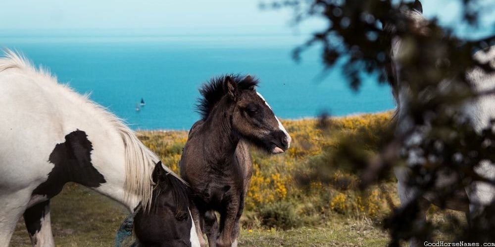 Cool Western Horse Popular Names