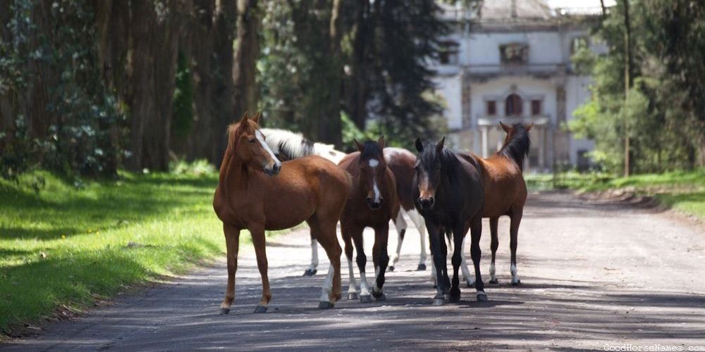 Cool Western Race Horse Names