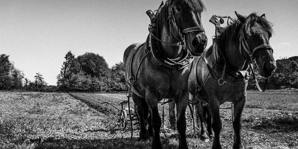 Cool White Horse Names Inspired by Historical Figures