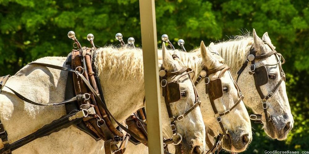 Cool White Horse Royal Names