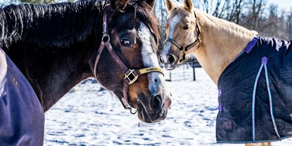 Cottagecore Horse Medieval Names