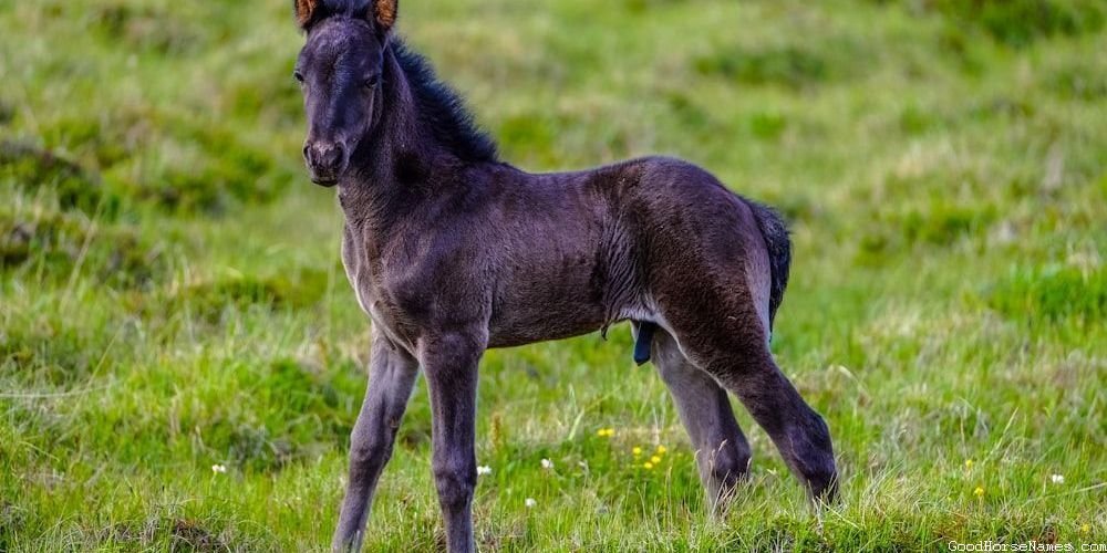 Country Girl Horse Elegant Names