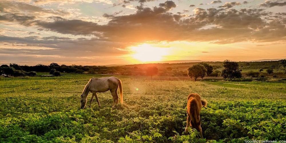 Country Horse Mythical Names