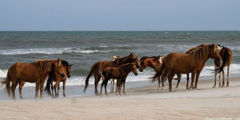Cowboy Horse Royal Names