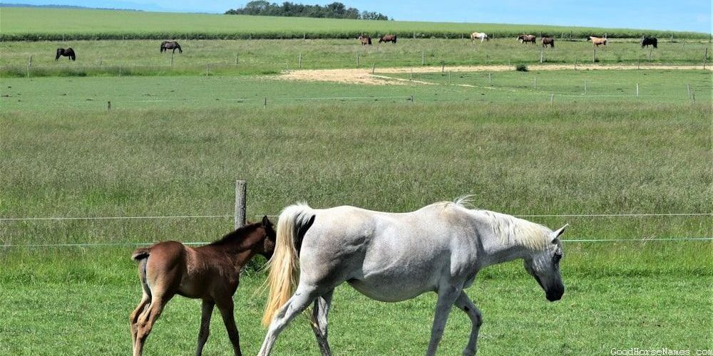 Cowgirl Horse Funny Names