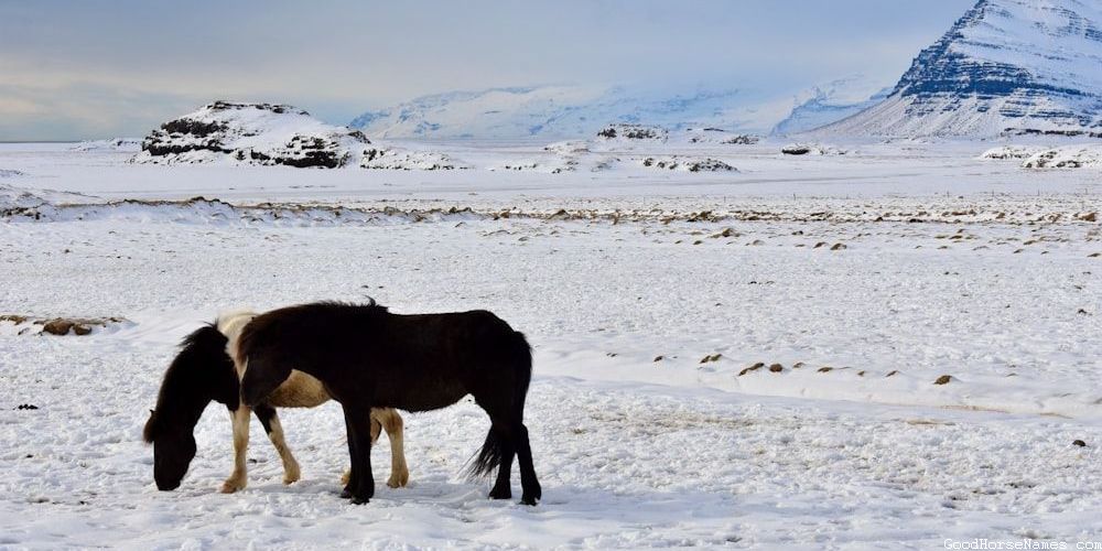 Cowgirl Horse Popular Names