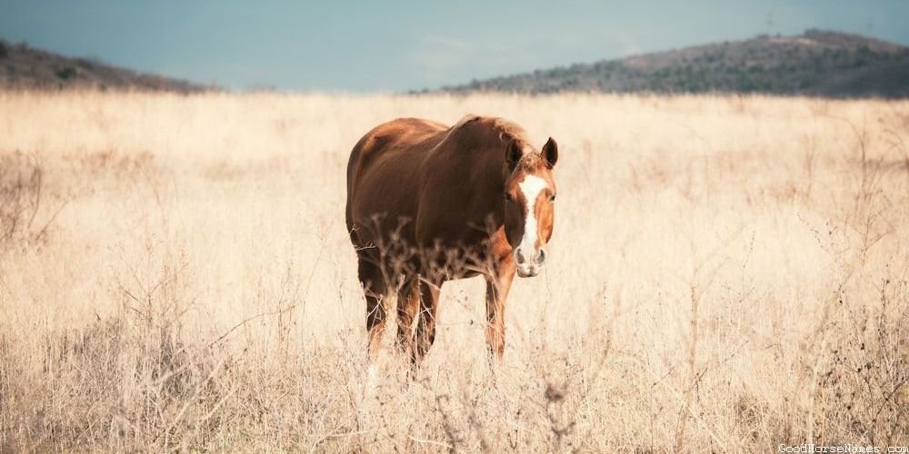 Crazy Horse Popular Names