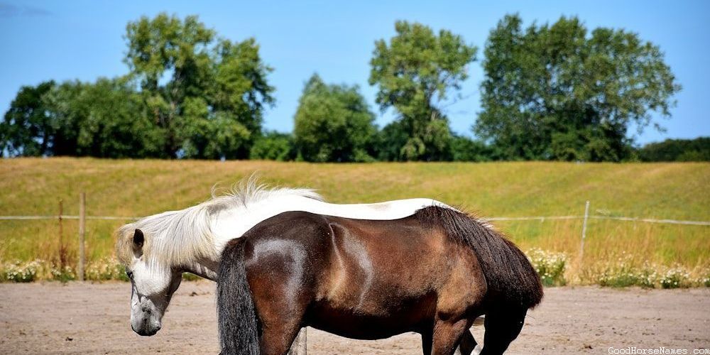 Crazy Horse Powerful Names