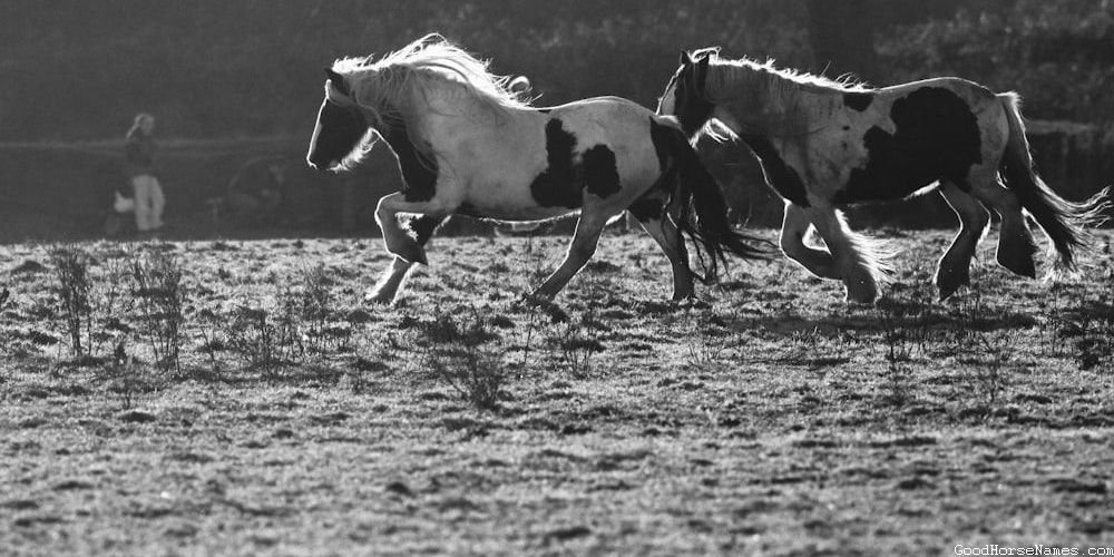 Cream Horse Popular Names