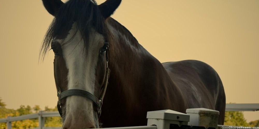Cream Horse