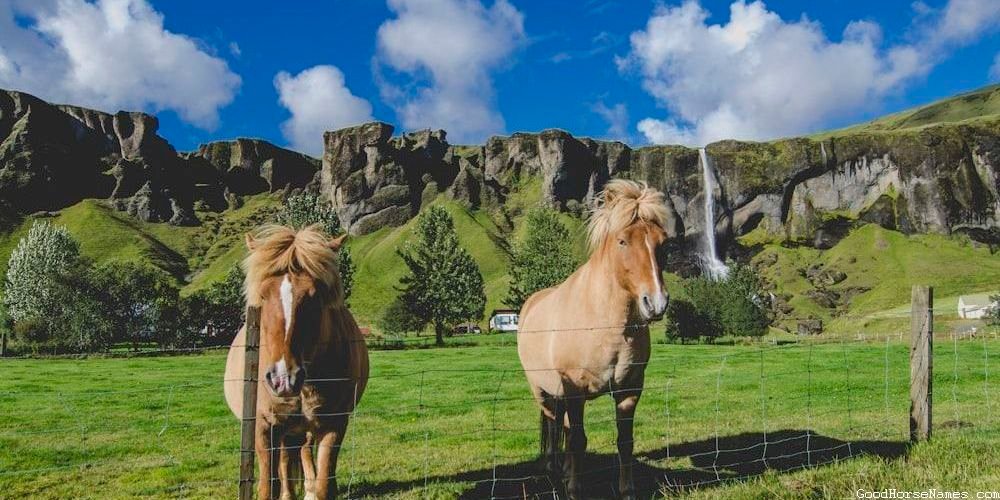 Creative Horse Names Inspired by Human Names