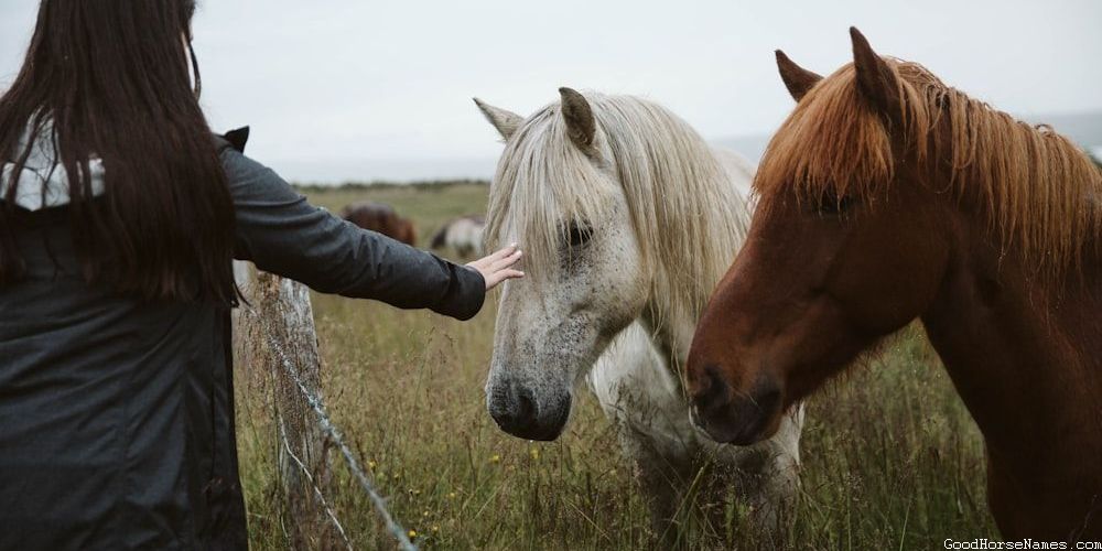 Creative Race Horse Names