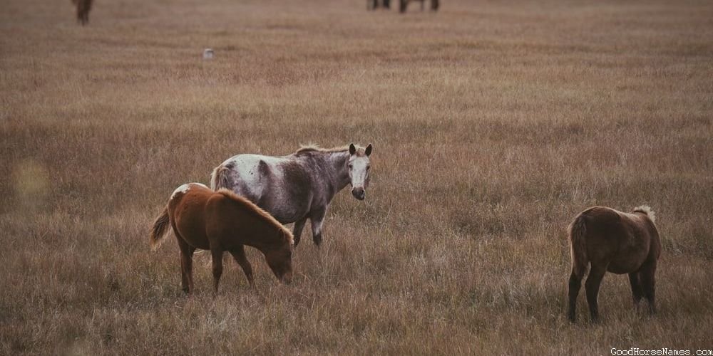 Creative Show Horse Names