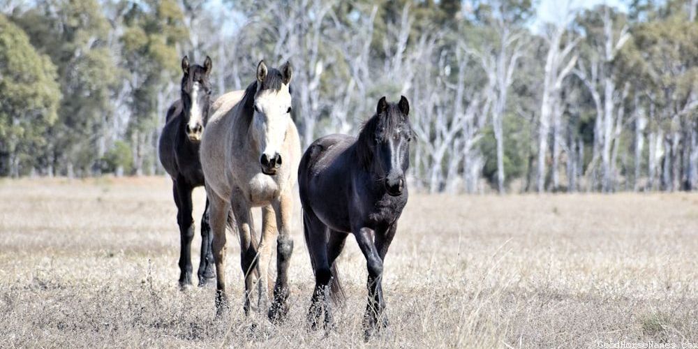 Cremello Horse Cute Names
