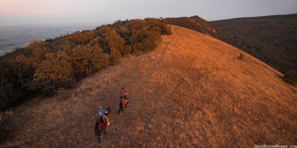 Criollo Horse Fierce Names