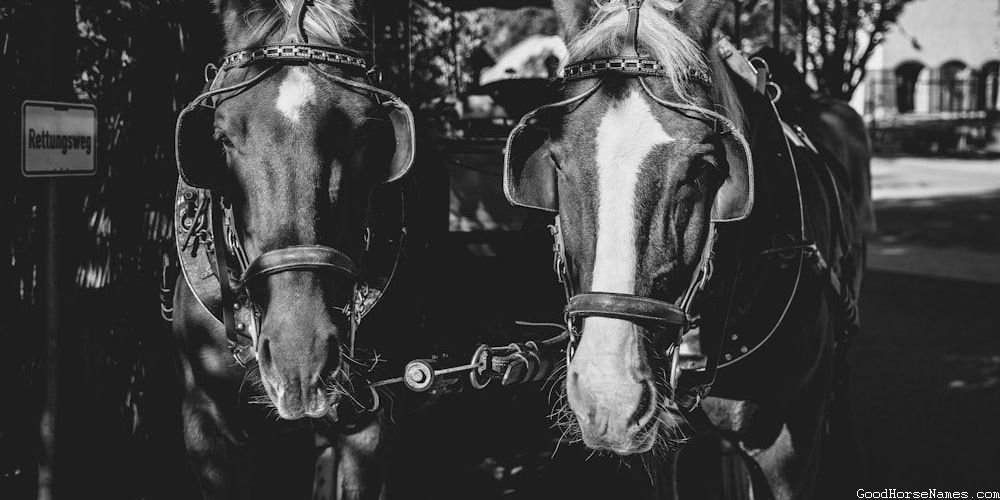 Criollo Horse Regal Names
