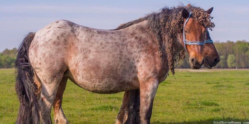 Cute Black Horse Ancient Names