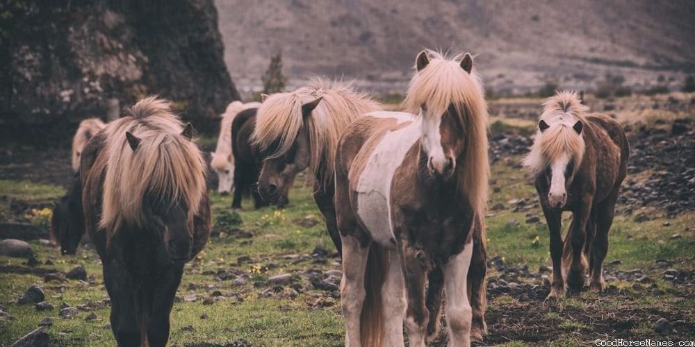 Cute Black Horse Popular Names