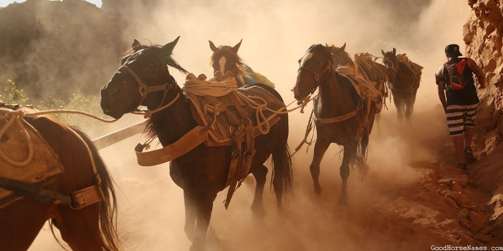 Cute Black Horse Regal Names