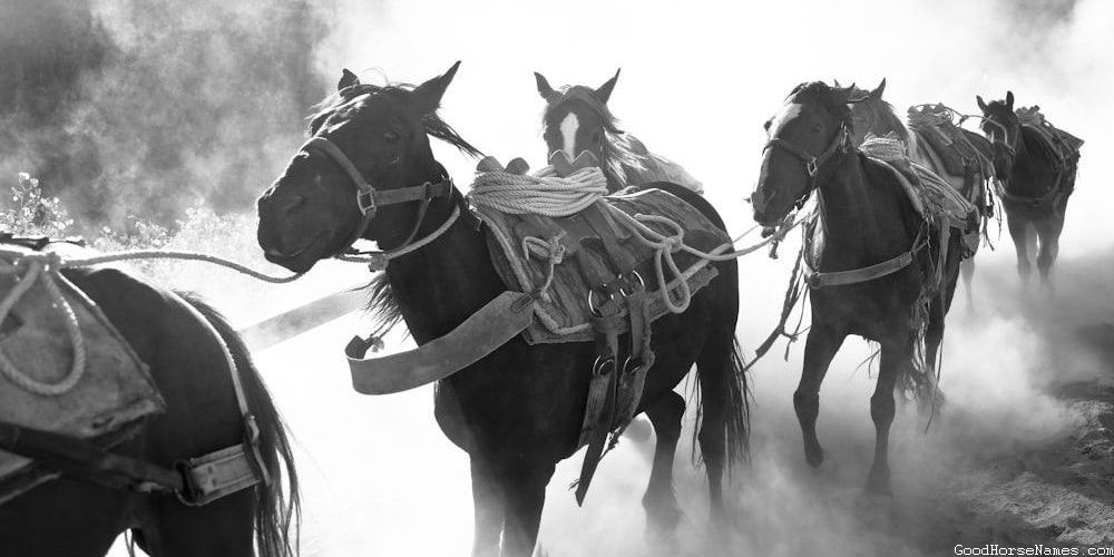 Cute Boy Horse Mythical Names