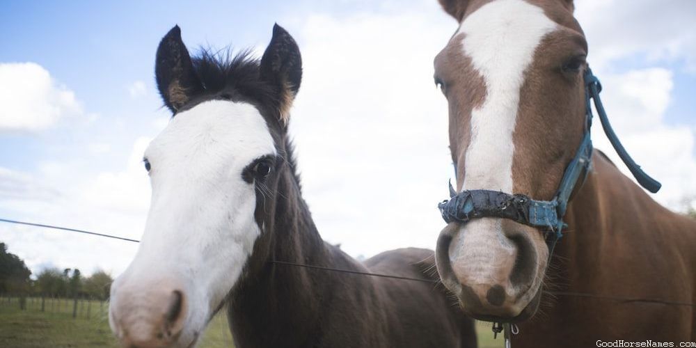 Cute Boy Race Horse Names