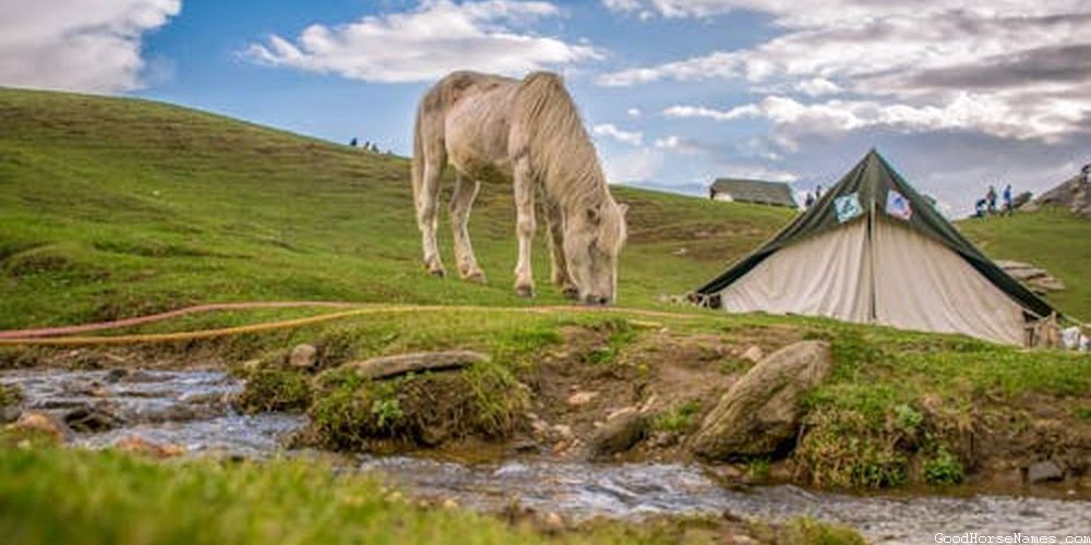 Cute Buckskin Race Horse Names