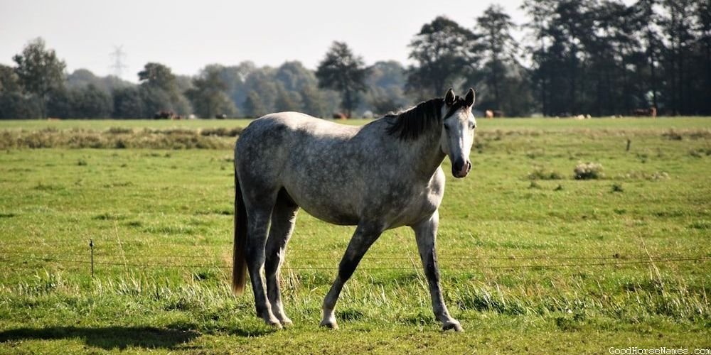 Cute Chestnut Horse Names That Are Puns