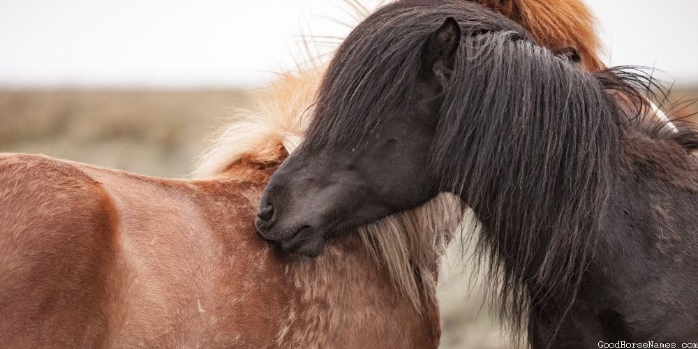 Cute Chestnut Horse Regal Names