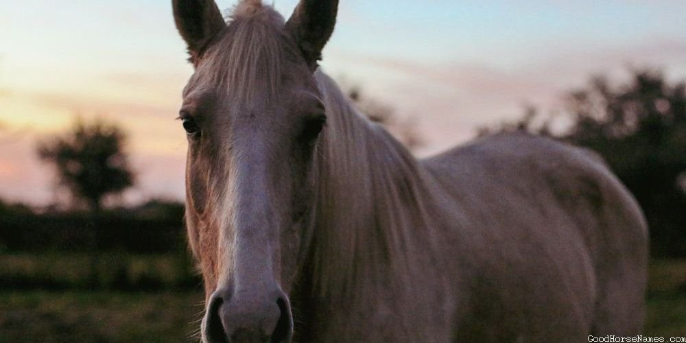 Cute Girl Horse Elegant Names