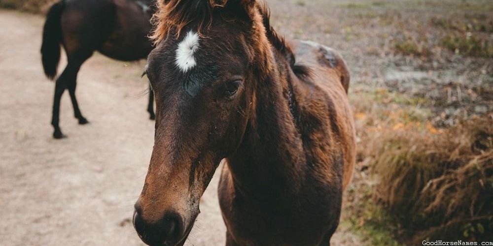Cute Girl Horse Fierce Names
