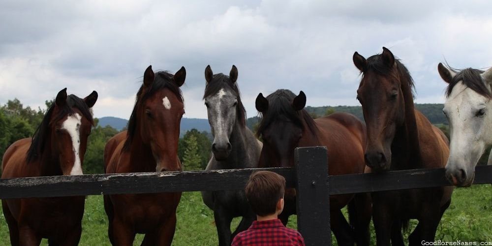 Cute Grey Horse Medieval Names