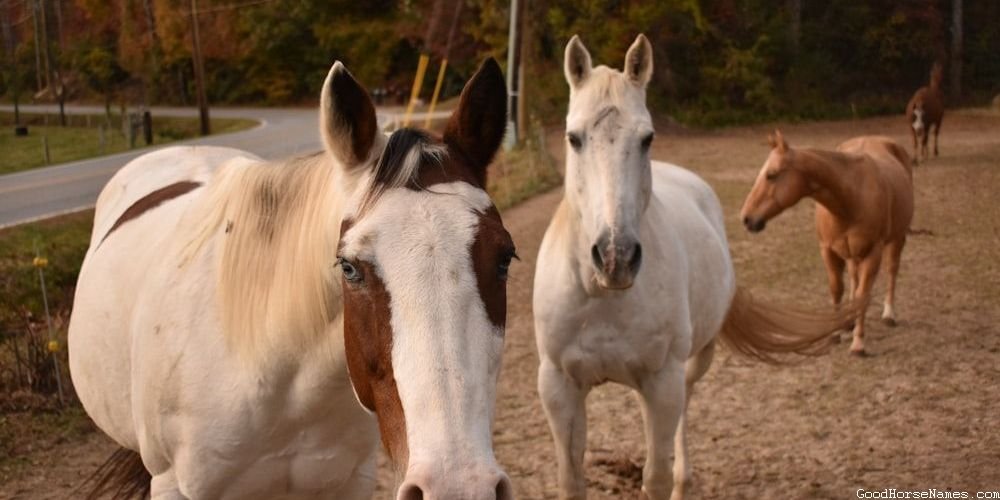 Cute Grey Horse