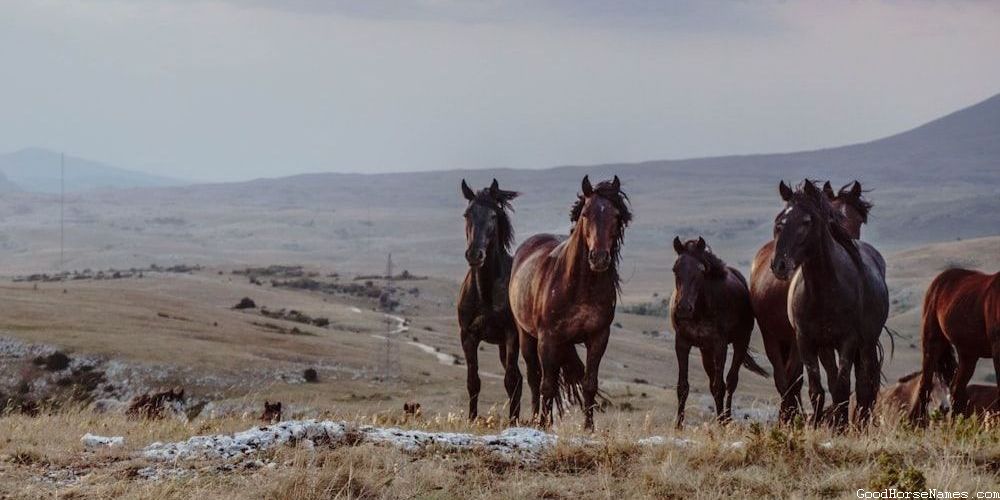 Cute Grey White Horse Names